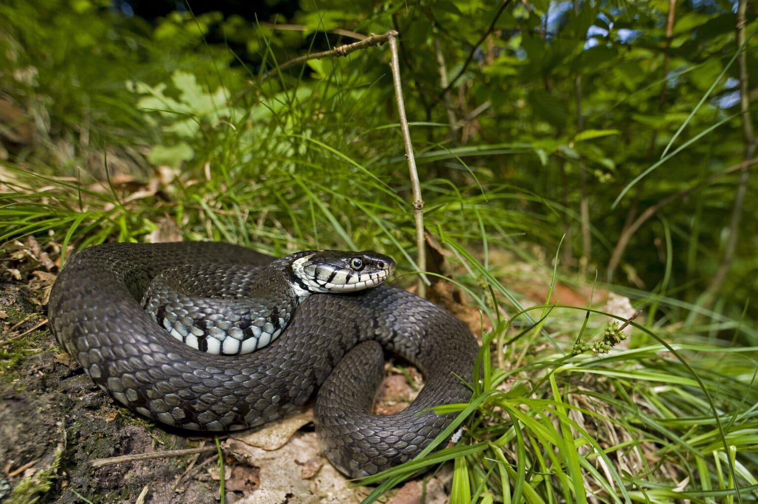 Dieren tellen - Ringslangen