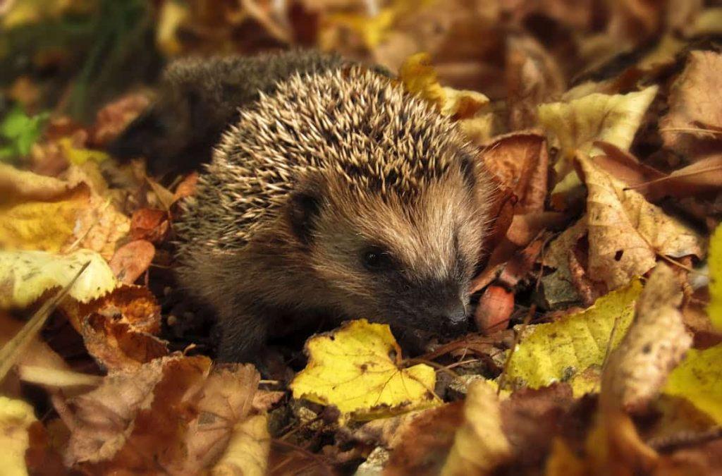 Dieren tellen - Egels