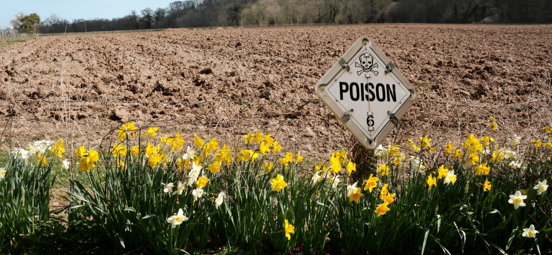 Bloemstroken vervuild met pesticiden: een ecologische val?