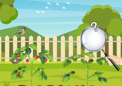 Hoe goed ken jij je eigen tuin? Ontdek het met Tuinrapport!