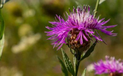 Bermscouts – Monitor je bermen