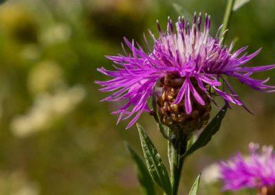 Bermscouts – Monitor je bermen