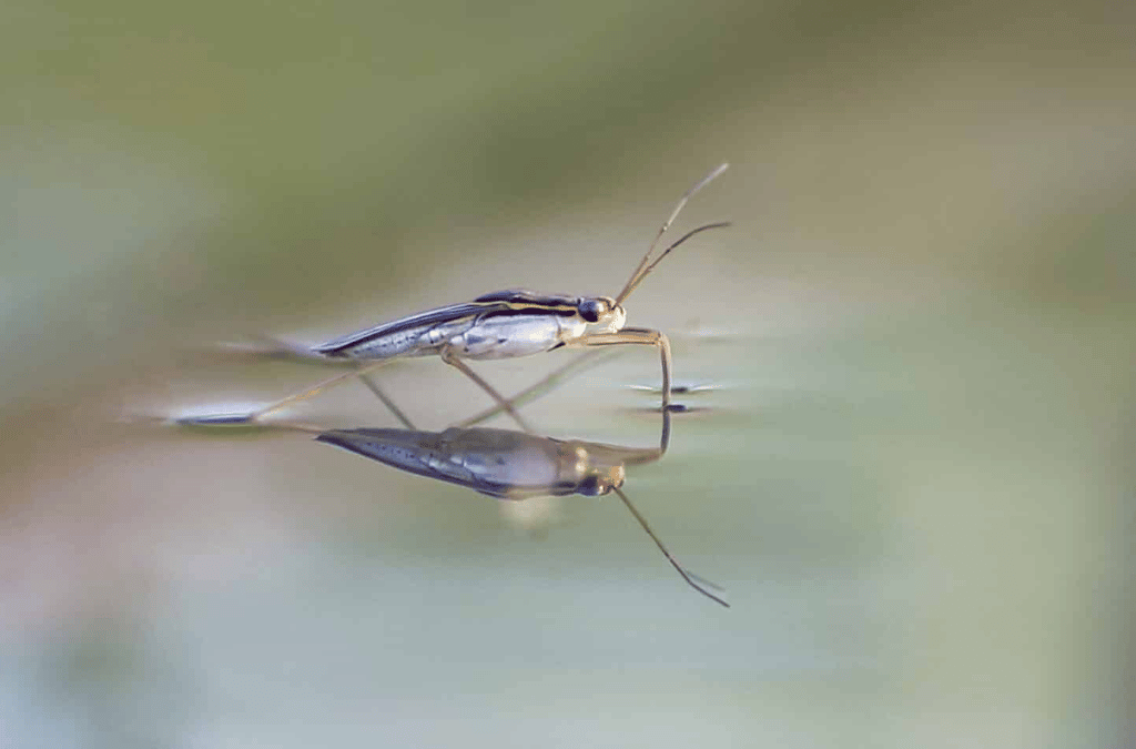 Schaatsenrijder Waterdier van het Jaar – herken waterdiertjes nu ook met AI