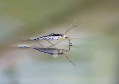 Schaatsenrijder Waterdier van het Jaar – herken waterdiertjes nu ook met AI