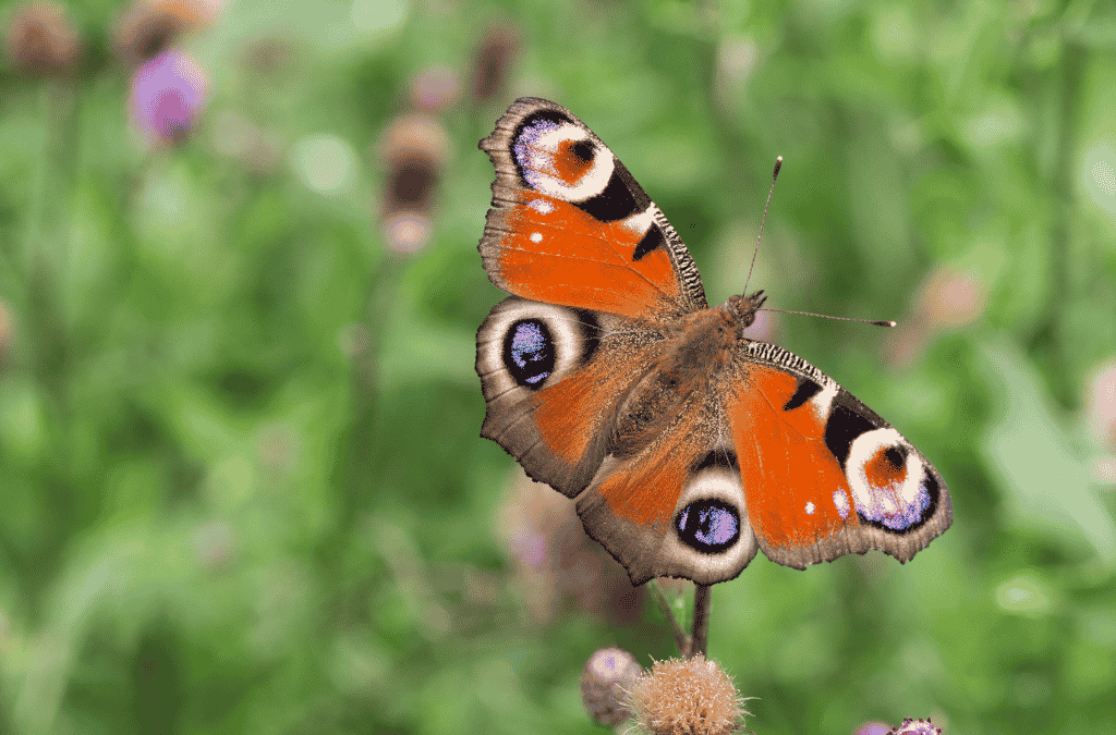 Heel Zeist Telt Mee: help mee de natuur in kaart te brengen