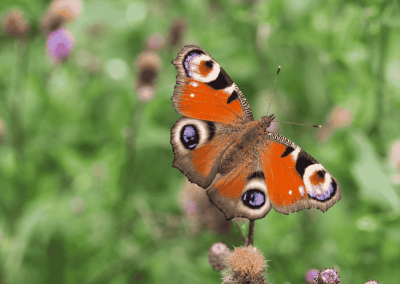 Heel Zeist Telt Mee: help mee de natuur in kaart te brengen